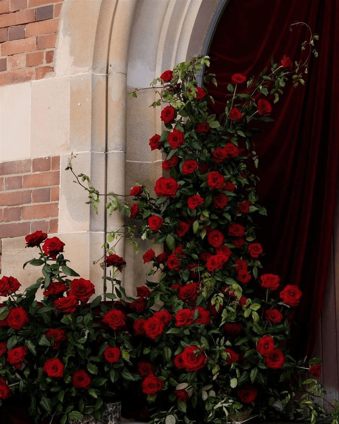 Красные розы